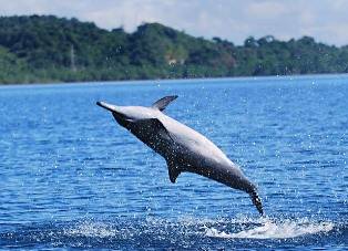 Dolphin Watching Puerto Princesa, Puerto Princesa Tours, Puerto Princesa Activities